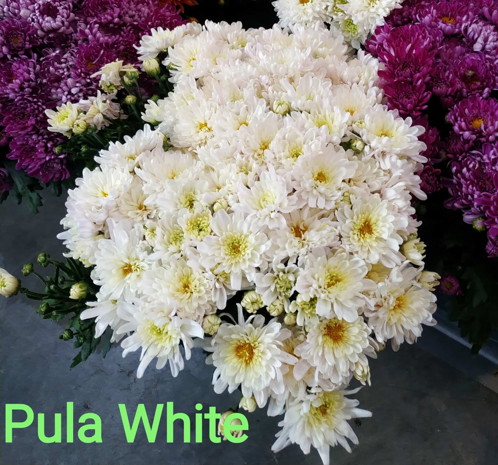 Хризантема Pula White