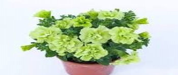 ������� Tumbelina Compact Chartreuse