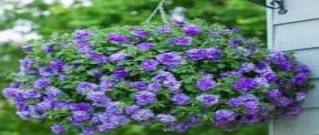 ������� Tumbelina Sophia