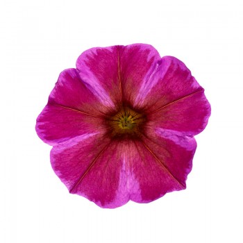 ������ Beautical Rose Star