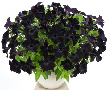 ������� Crazytunia Black Mamba