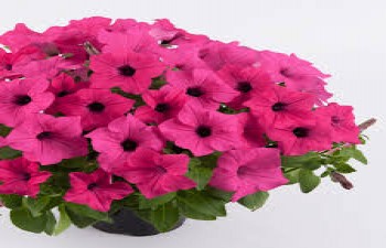 ������� Surfinia Sumo Rose