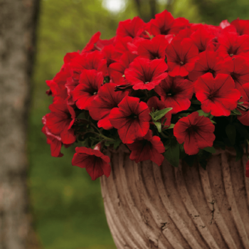 ������� Surfinia Deep Red