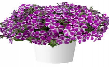 ������� Cascadias Fuchsia Gem