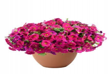 ������� Cascadias Romancero