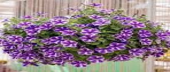 ������� Surfinia Lagoon Blue Star