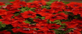 ������� Surfinia Trailing Big Red