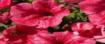 ������� Surfinia Trailing Hot Pink Cherry