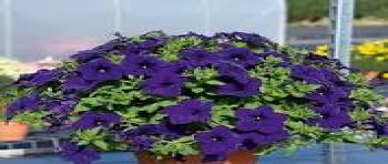 ������� Surfinia Trailing Violet