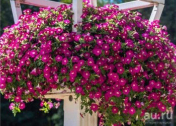 ������� Blanket Rose