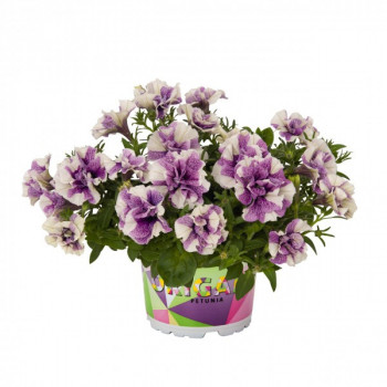 ������� Origami Lavender Touch