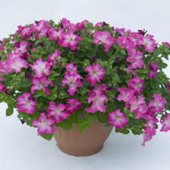 ������� Fanfare Cherry Blossom