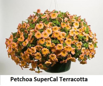 Петхоа SuperCal Terracotta