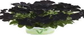 ������� Bonnie Velvet