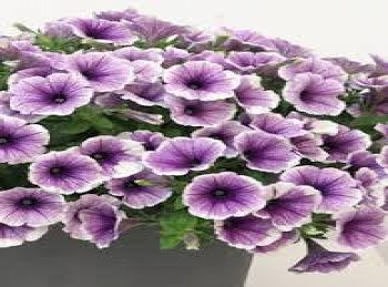 ������� Bonnie Lavender Face