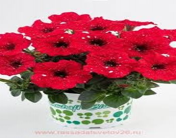 ������� AlpeTunia Red Sky