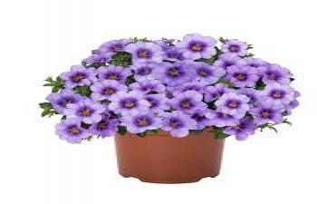 ���������� Bloomtastic Blue Sky