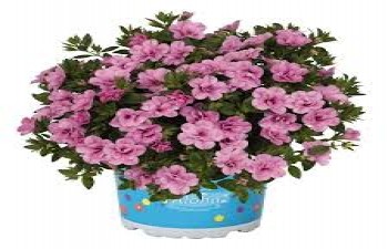 ���������� Aloha Double Soft Pink