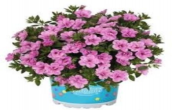 ���������� Aloha Soft Pink Confeti Garden