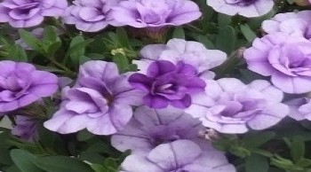 ���������� MiniFamous Neo Double  Ametyst