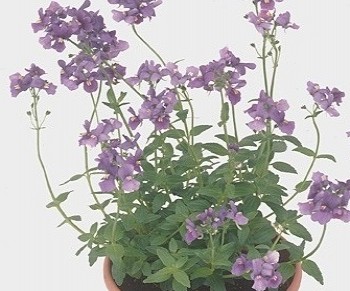 ������� Kaboutertjes Kevetyje