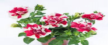 ������� Tumbelina Compact Scarlet Ripple