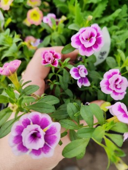 ���������� Mini Famous Uno Double Pink Purple Eye