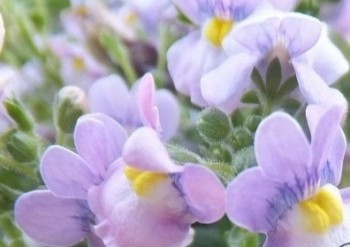 ������� Kaboutertjes Kevetyje