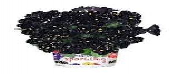 ������� Surprise Sparkling Night