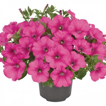 ������� Fanfare Hot Rose
