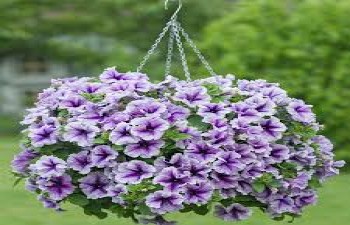 ������� Fanfare Violet Vein