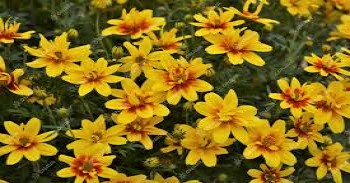 ������ Taka Tuka Double Yellow Red Center