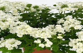 ������� Blues Lime White