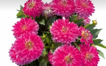 ������� Maxi Cherry Lightning