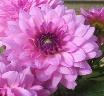 �������� Maxi Morelia