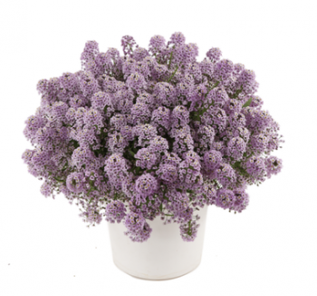 ������� Stream Deep Lavander