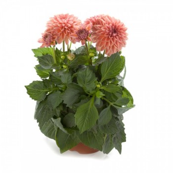 ������� Select Lilu