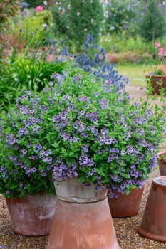 ������� Piccadilly Denim Blue