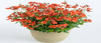 ������� Breezee Plus Orange