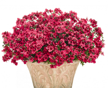 ������� Breezee Plus Red