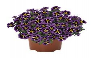 ���������� Tik Tok Blue