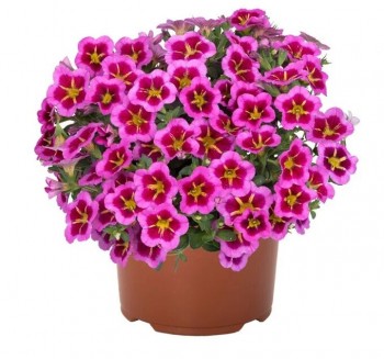 ���������� Tik Tok Rose