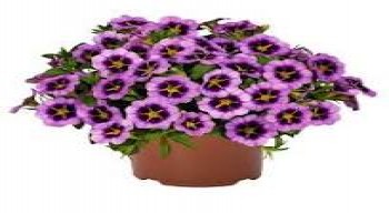 ���������� Tik Tok Grape