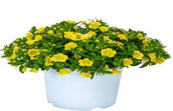 ���������� Aloha Double Yellow