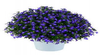 ������� Glow Blue Volt