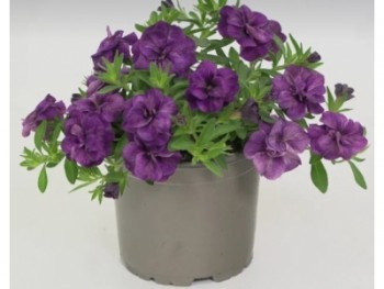 ���������� Oro Double Blue