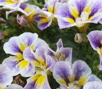 ���������� Candy Shop Double Grape Splash