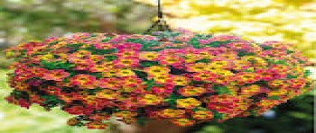 ���������� Chameleon Atomic Orange