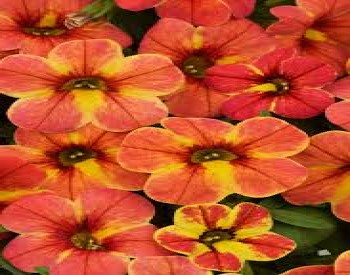 ���������� Chameleon Indian Summer