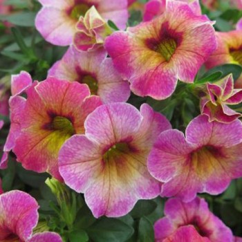 ���������� Chameleon Lemon Berry